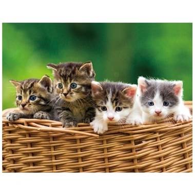 Dieren magneet 3d kittens in mand