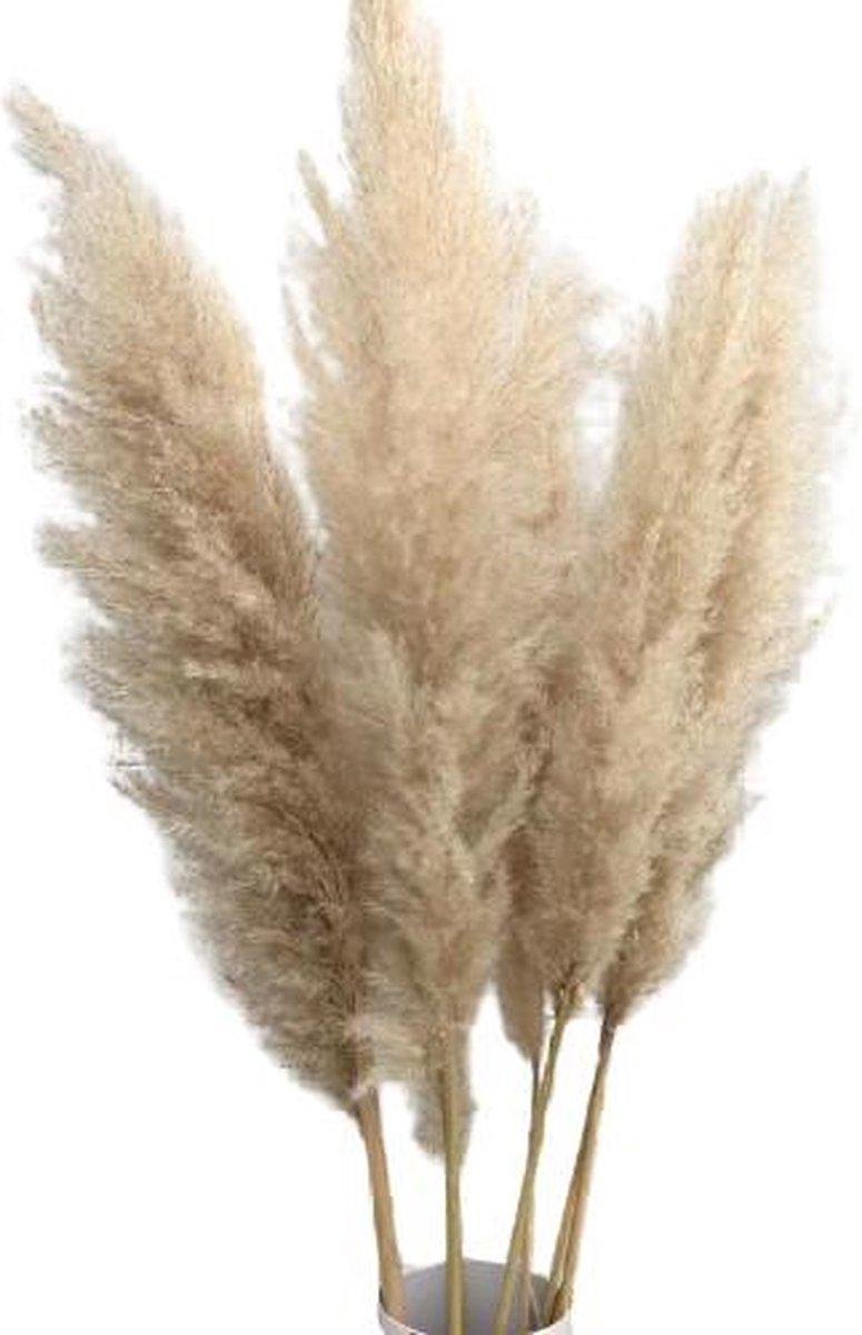 Pampas Pluimen 5 stuks Gedroogd Pampasgras - Cortaderia - Siergras - Natuurlijke Bloemen - Beige - 100cm