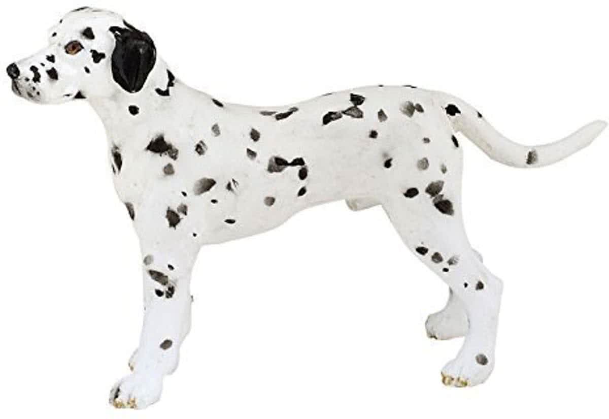   - Hond - Dalmatier