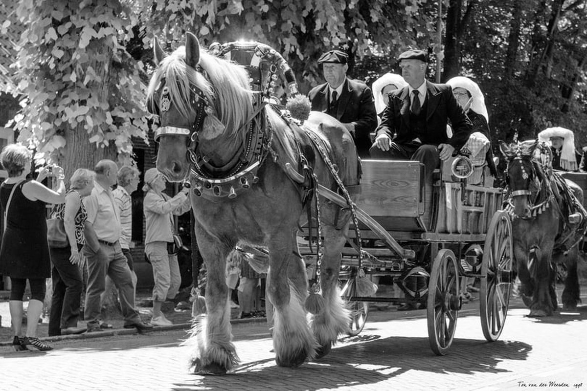 Trekpaarden TW5 - Canvas - Ton van der Weerden - 70 x 100 cm