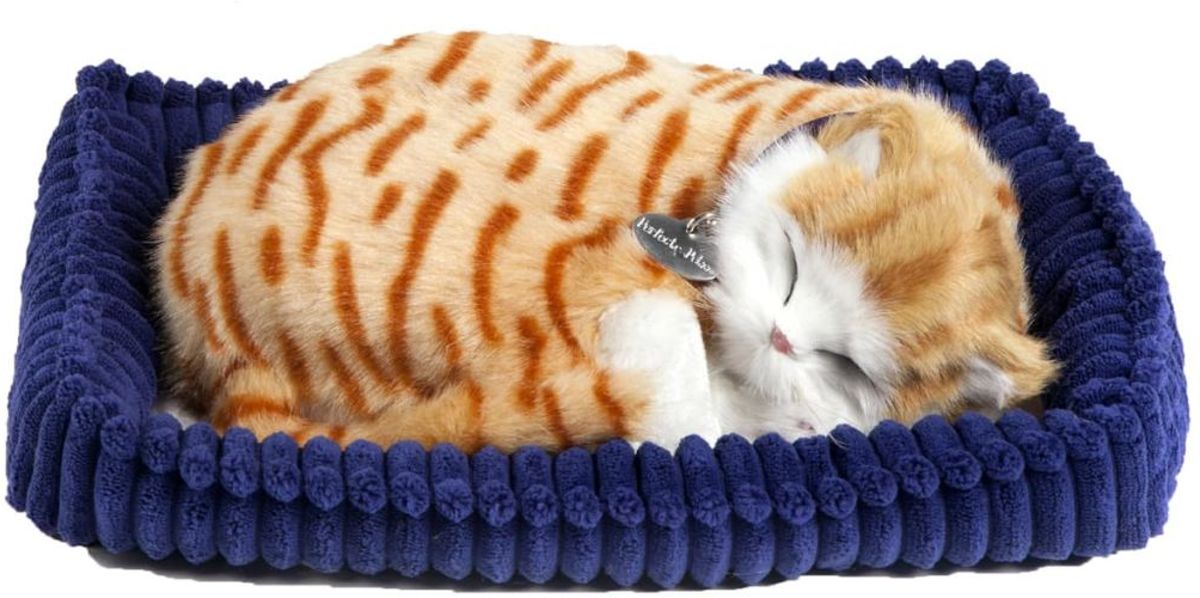 Perfect petzzz Soft orange tabby