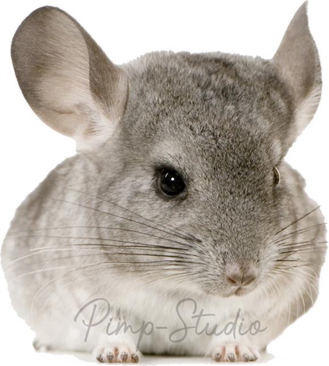 Strijkapplicatie Chinchilla