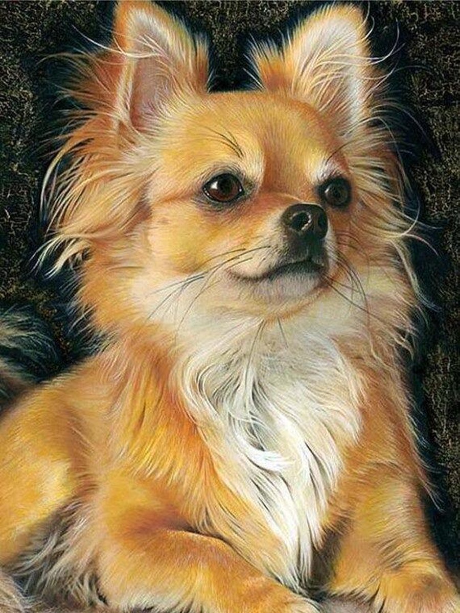 Premium Paintings - Chihuahua - Diamond Painting Volwassenen - Pakket Volledig / Pakket Full - 30x40 cm