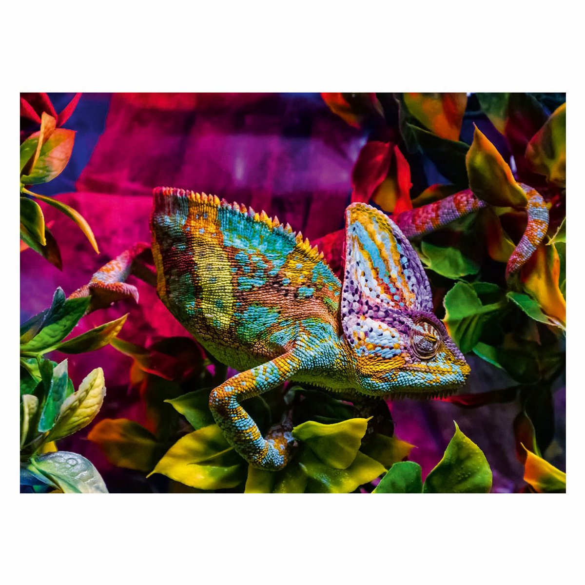 Chameleon