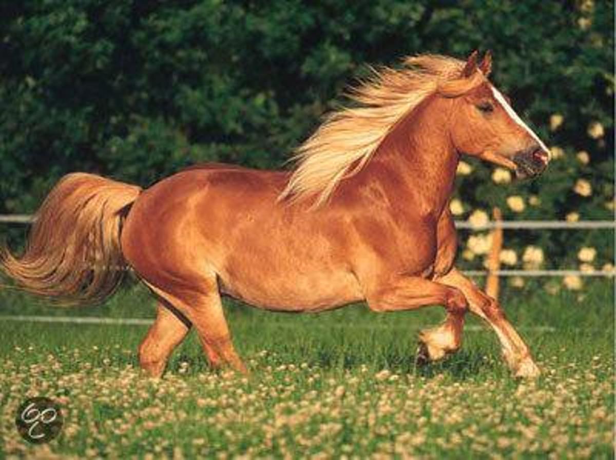 Haflinger