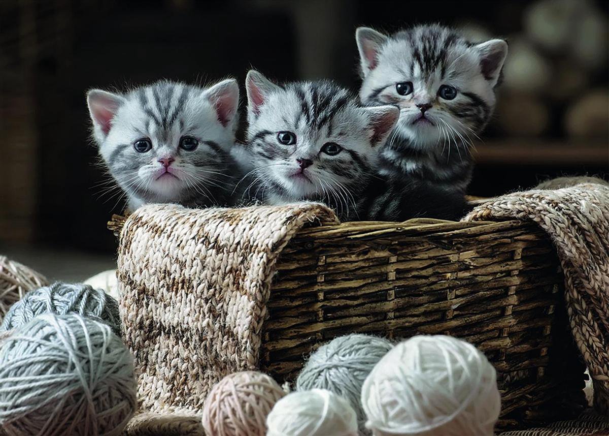   puzzel - Cute Kittens - 1000 st