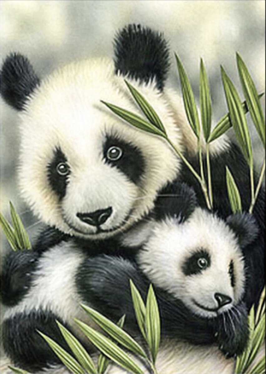 Diamond Painting - Pandas - 30x40 cm - Volledige bedekking - FULL - SEOS Shop ®