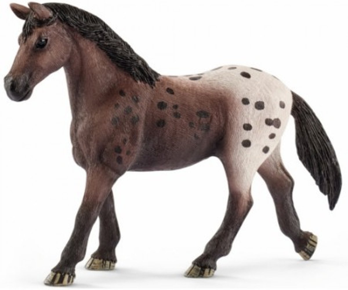 Appaloosa Merrie