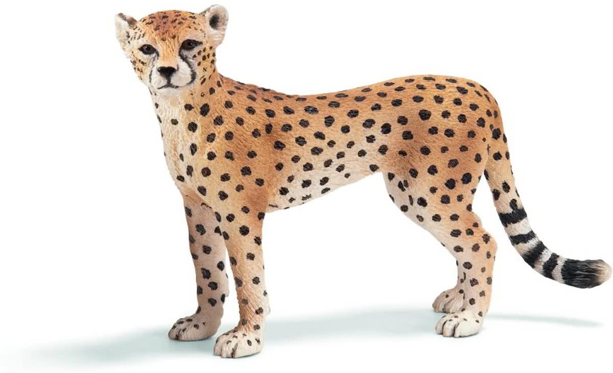 Cheetah, female