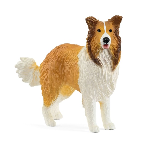   13998 Collie