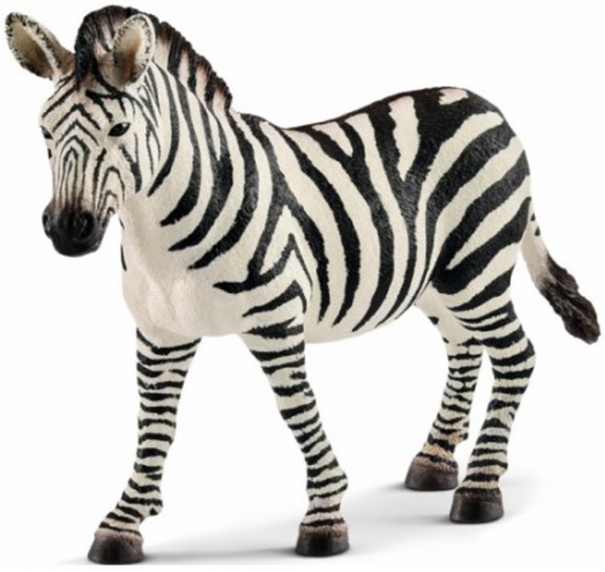 Zebra Merrie