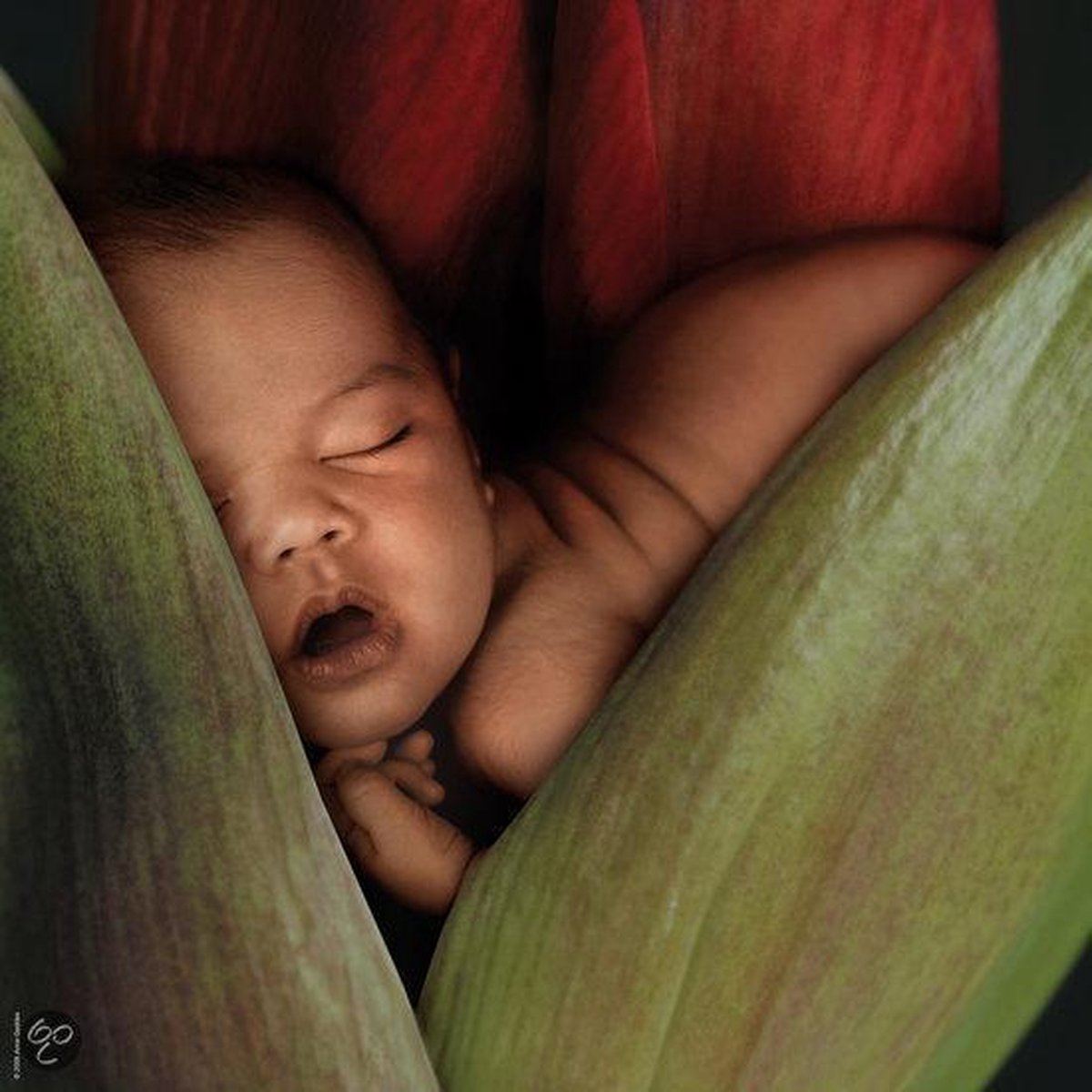 Schmidt Puzzel: Anne Geddes - Rode Lelie