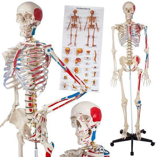 Skelet Model 180cm + Anatomie Poster spiermarking 400963