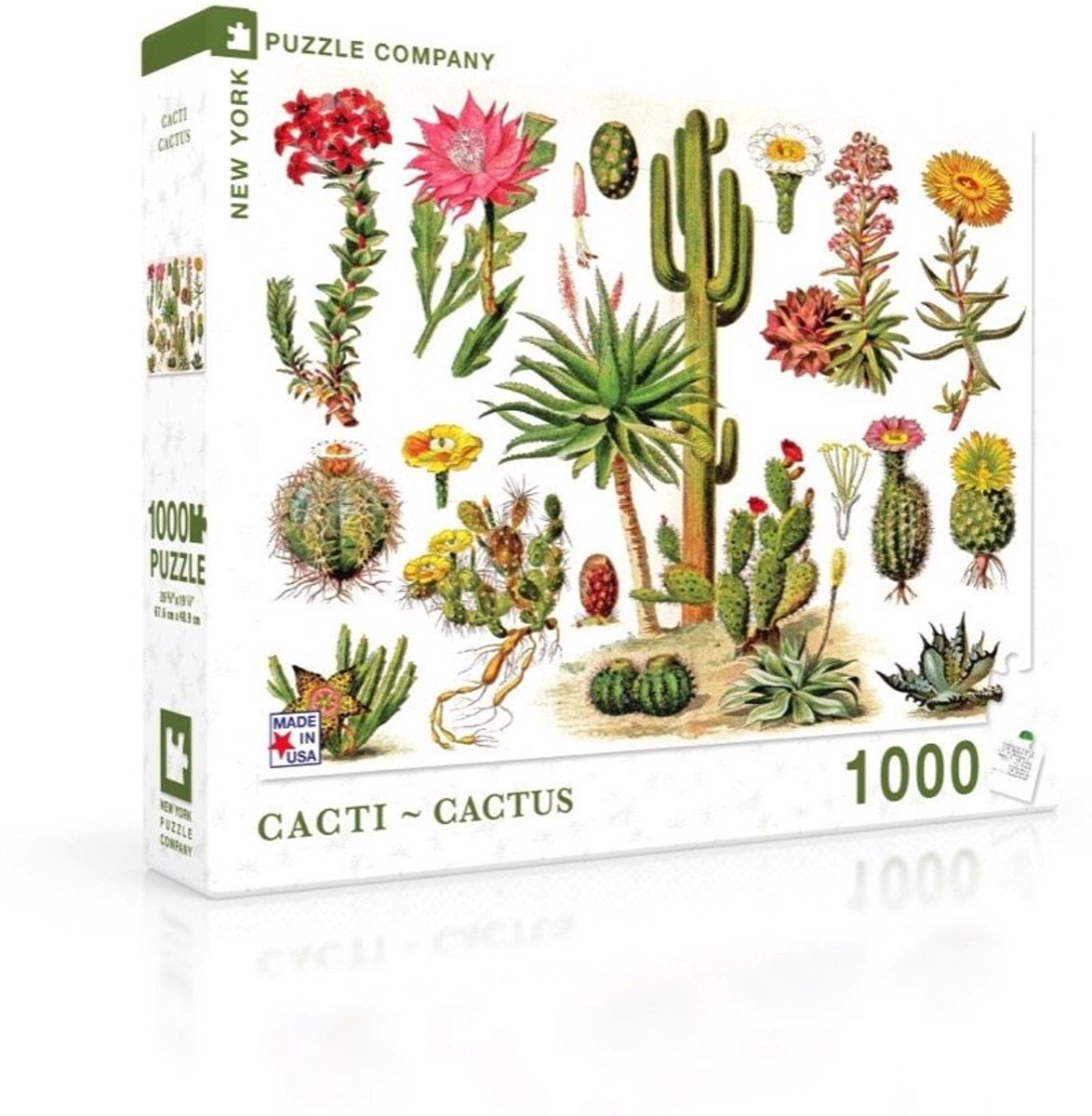 Cacti ~ Cactus