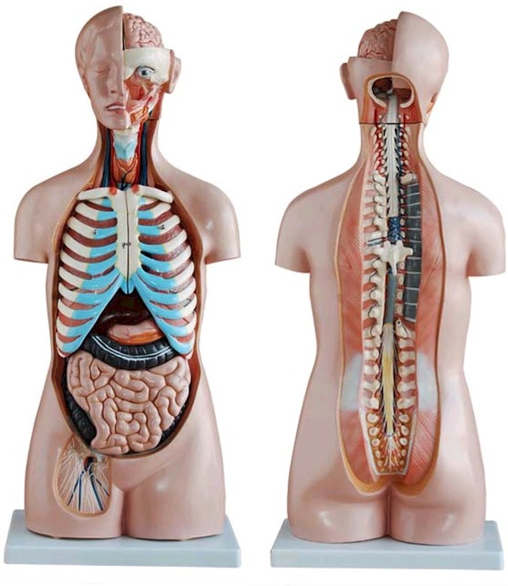 Geslachtsloze Torso van het menselijk lichaam 85cm