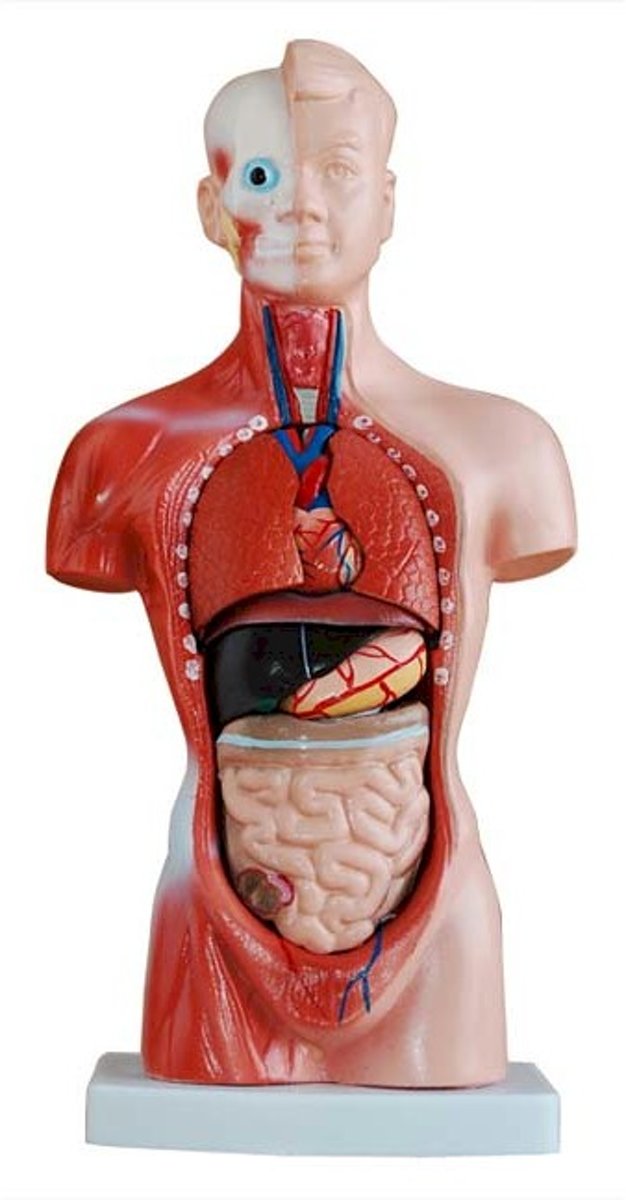 Mini torso van het menselijk lichaam 26cm, 15 delig