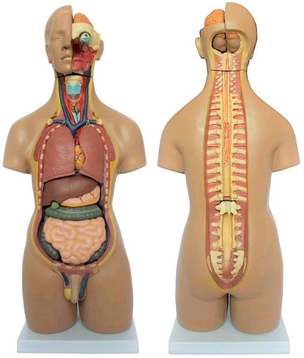 Torso van het menselijk lichaam 55cm