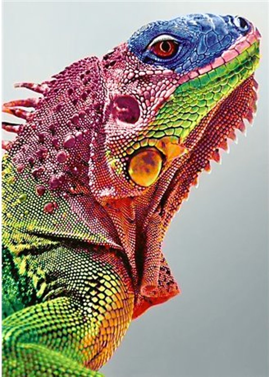 Diamond Painting Iguana