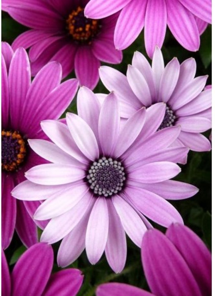 Diamond Painting Purple Daisies