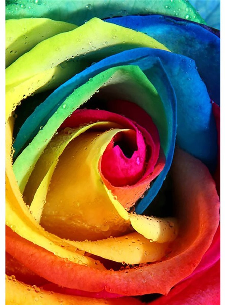 Diamond  Painting Rainbow Rose  20x30