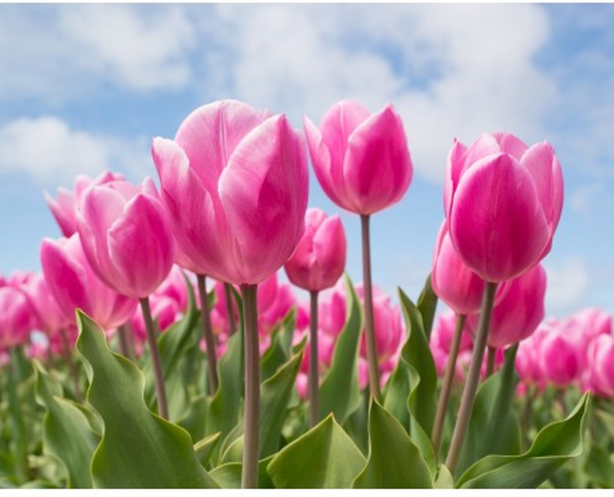 Diamond Painting Sky and Tulips