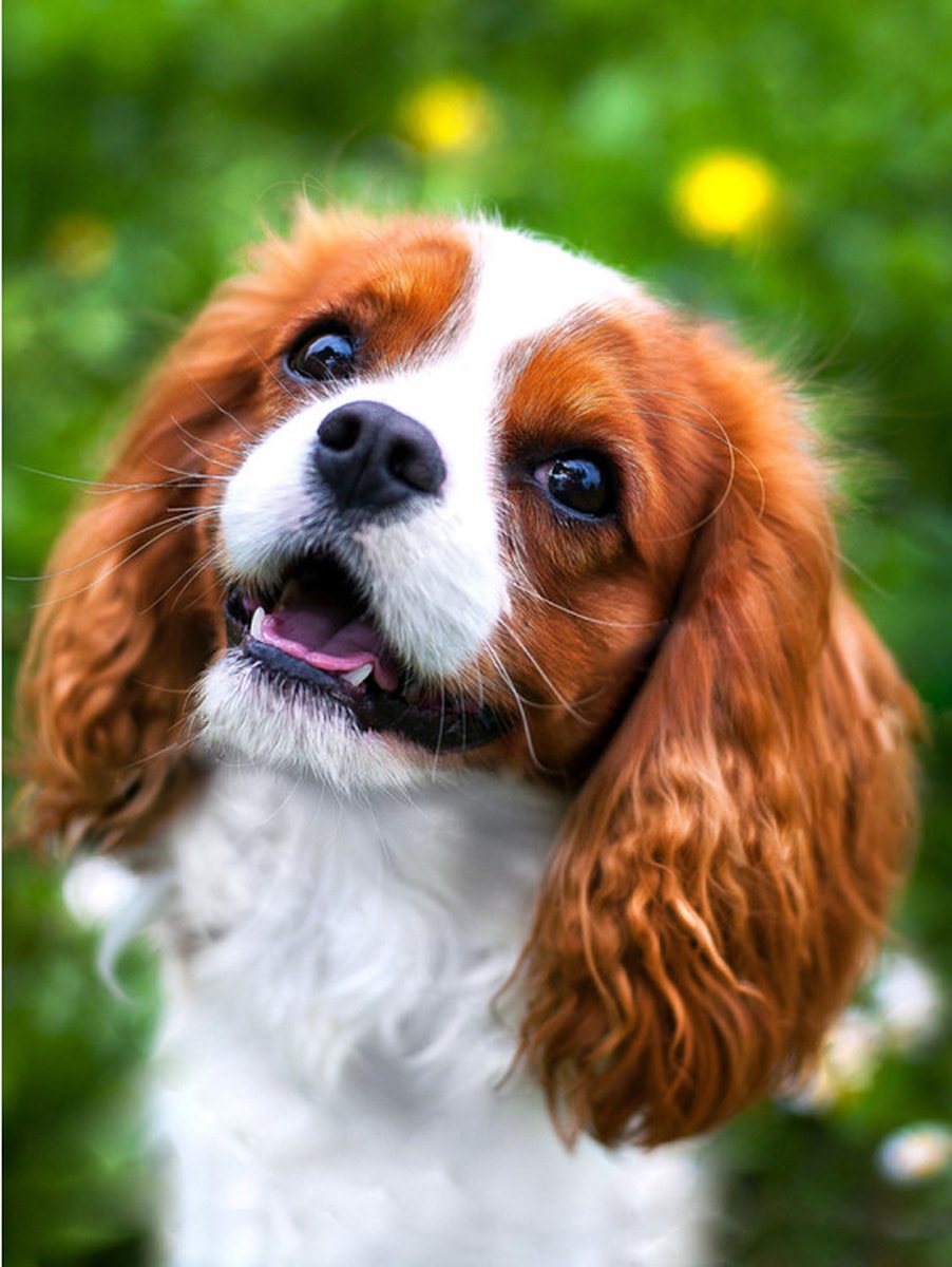 Diamond painting Lovely spaniel 30x40 Wizardi