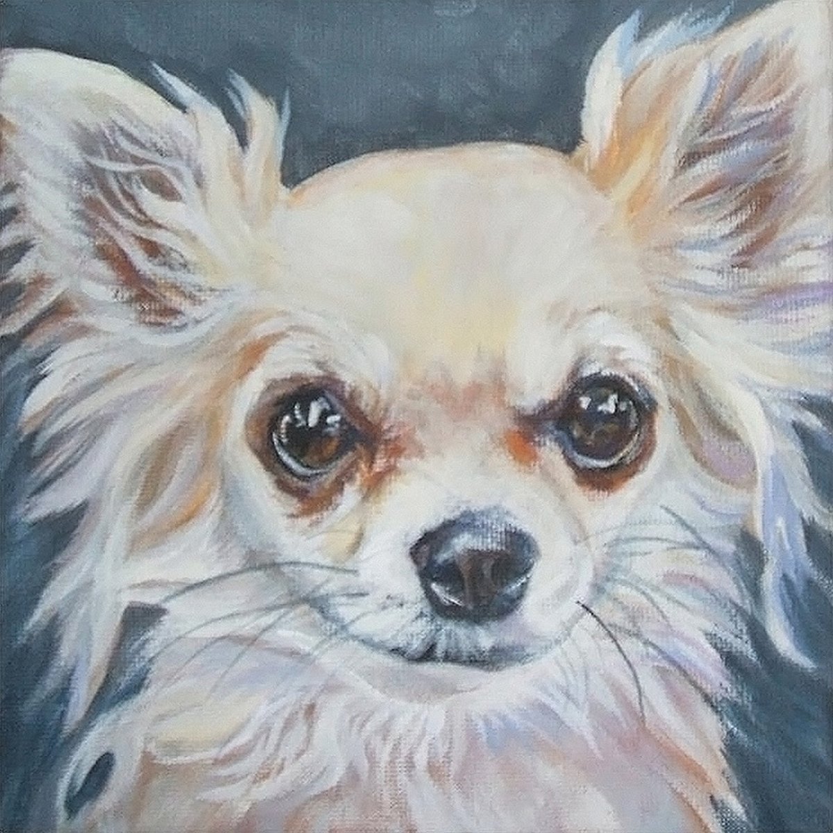 Diamond painting Chihuahua 40 x 50 cm