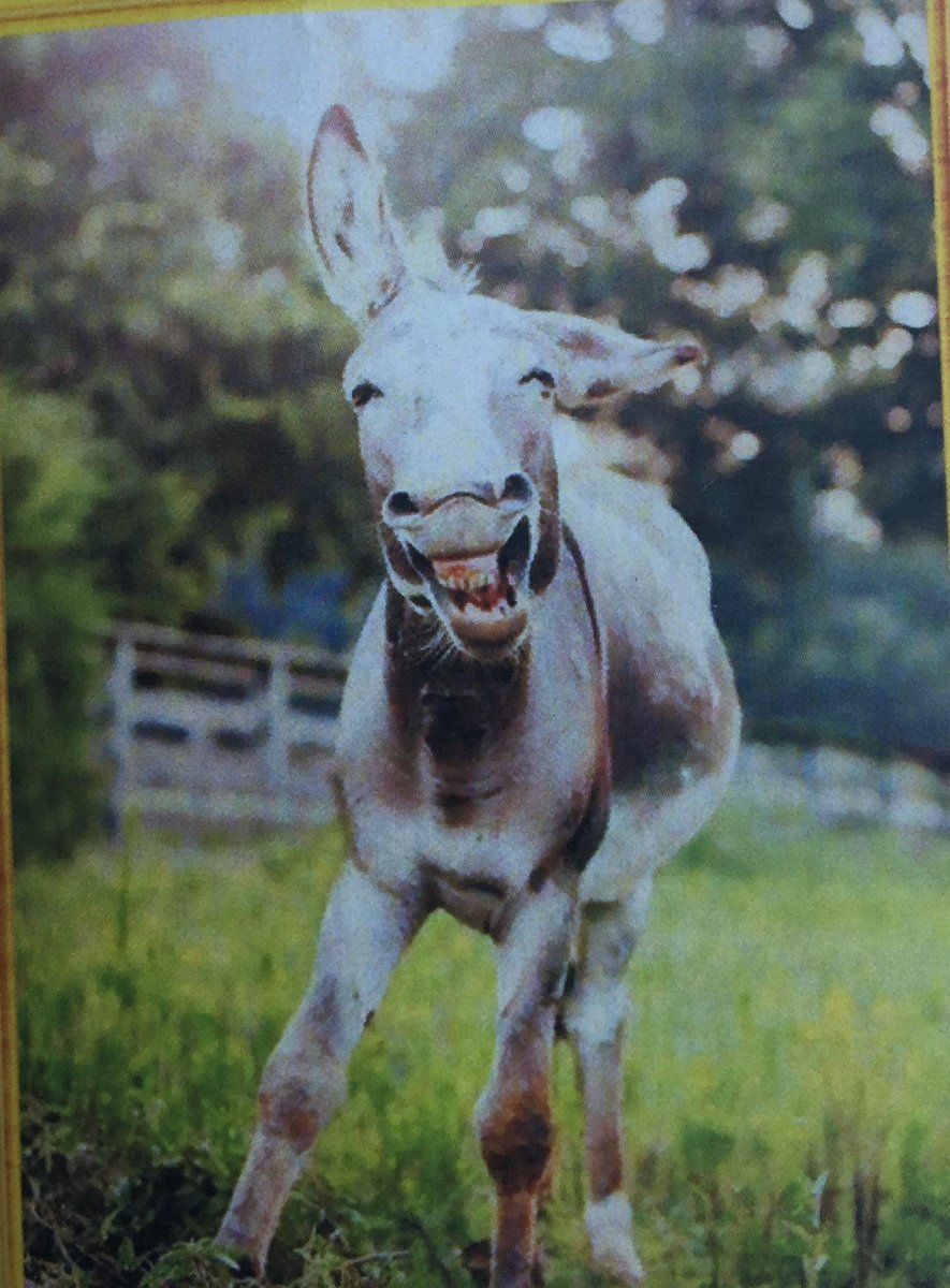 TOPMO diamond painting-  Happy Donkey - volledig 40x50cm