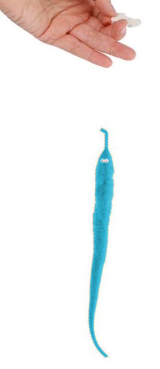 Toys Amsterdam Magische Worm Junior 20 Cm Pluche Blauw