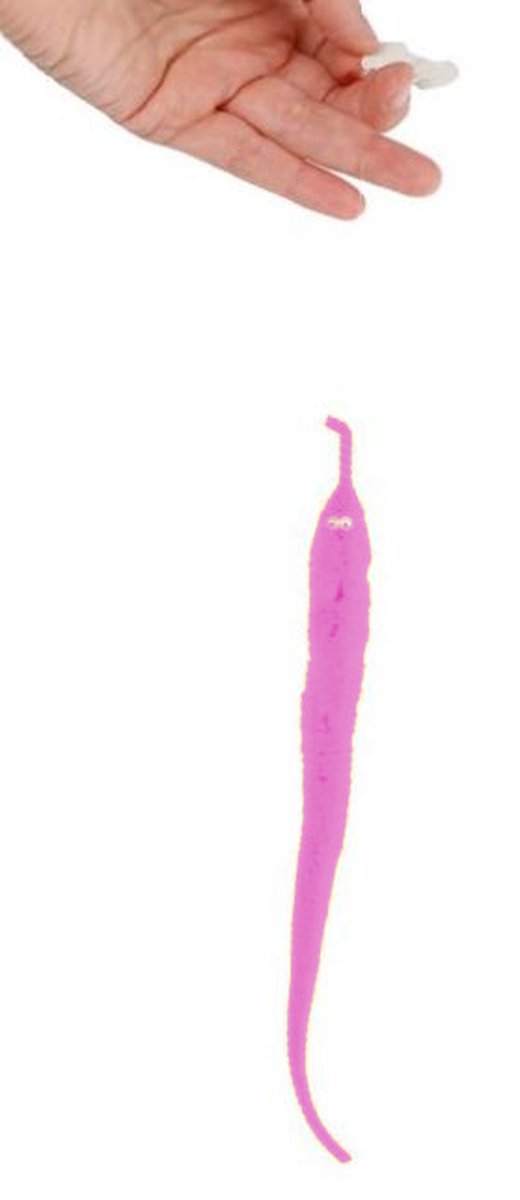 Toys Amsterdam Magische Worm Junior 20 Cm Pluche Roze